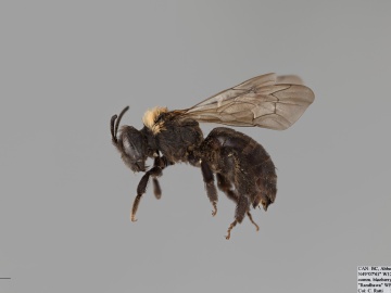 [Andrena cupreotincta female thumbnail]